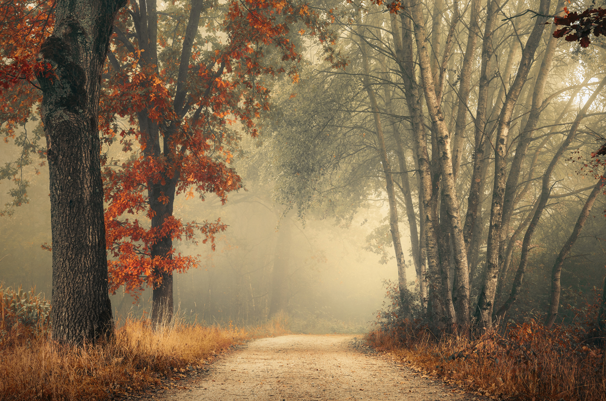 Forest art - Rob Visser Photography